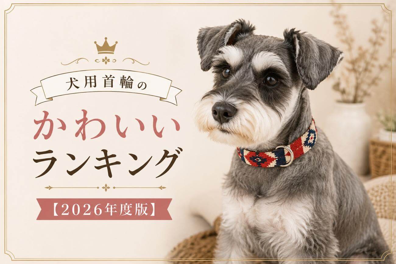 犬用首輪のかわいいランキング【2026年度版】